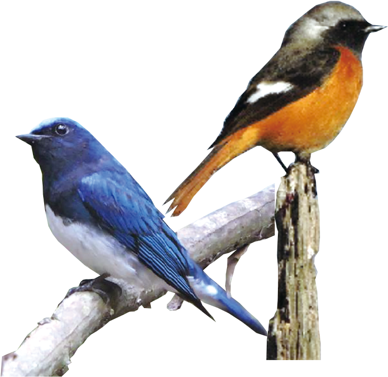 （左）オオルリ 夏鳥として渡来　（右）ジョウビタキ　冬の渡り鳥