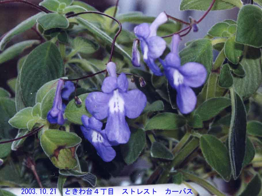 52 豊能町 ご近所さんの四季の花５４点