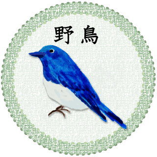 野鳥