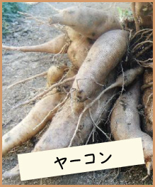 ヤーコン