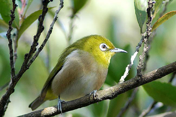 野鳥